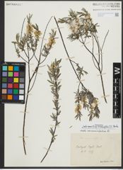 Foto von Salix repens subsp. rosmarinifolia (L.) Andersson